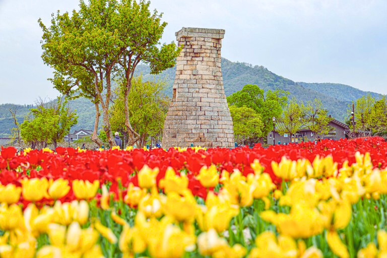 瞻星台周邊種滿了當季花卉，秋天更有粉黛亂子草，是韓國人到慶州必訪的熱門景點。