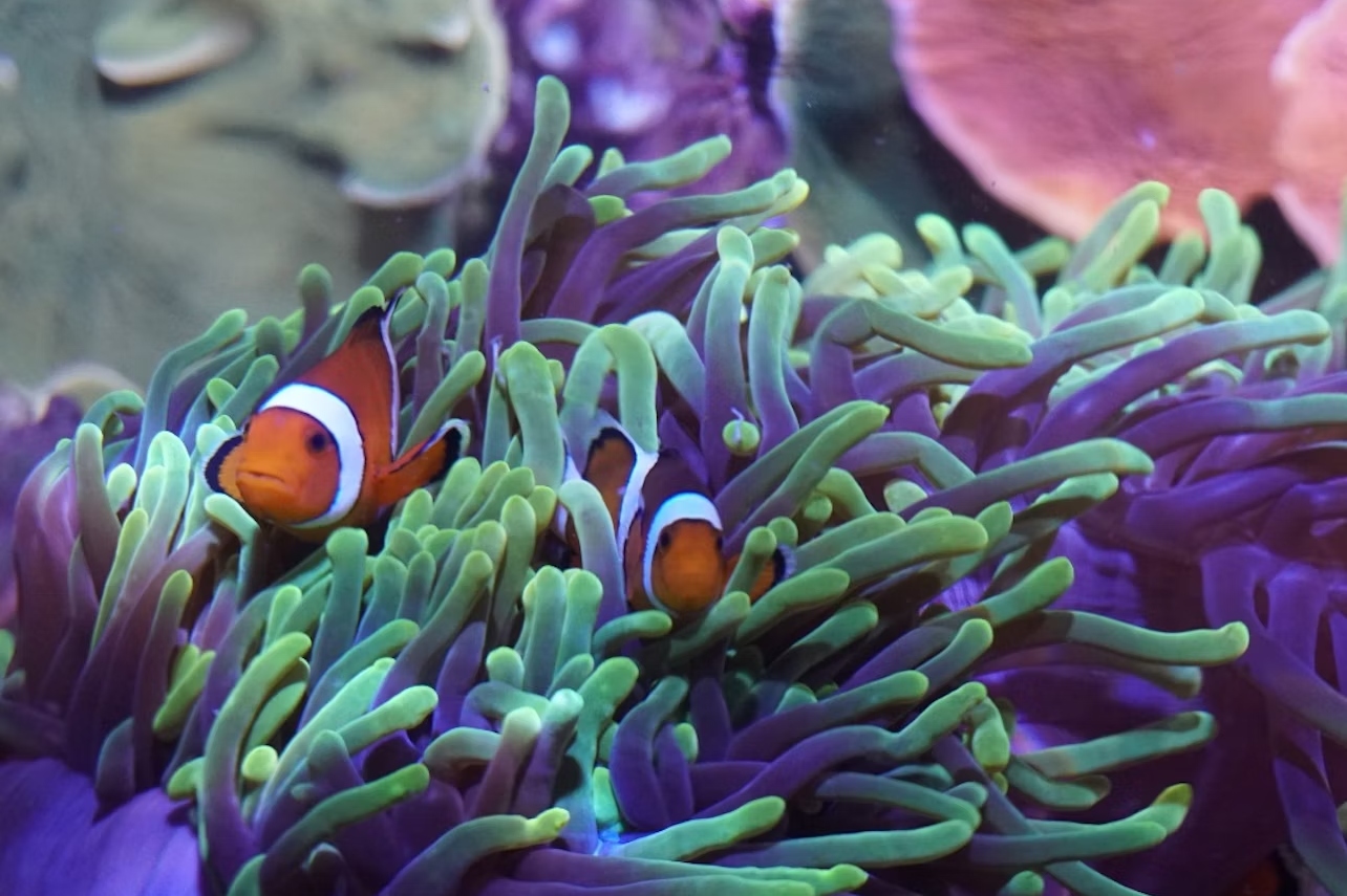 西班牙塞維亞水族館門票