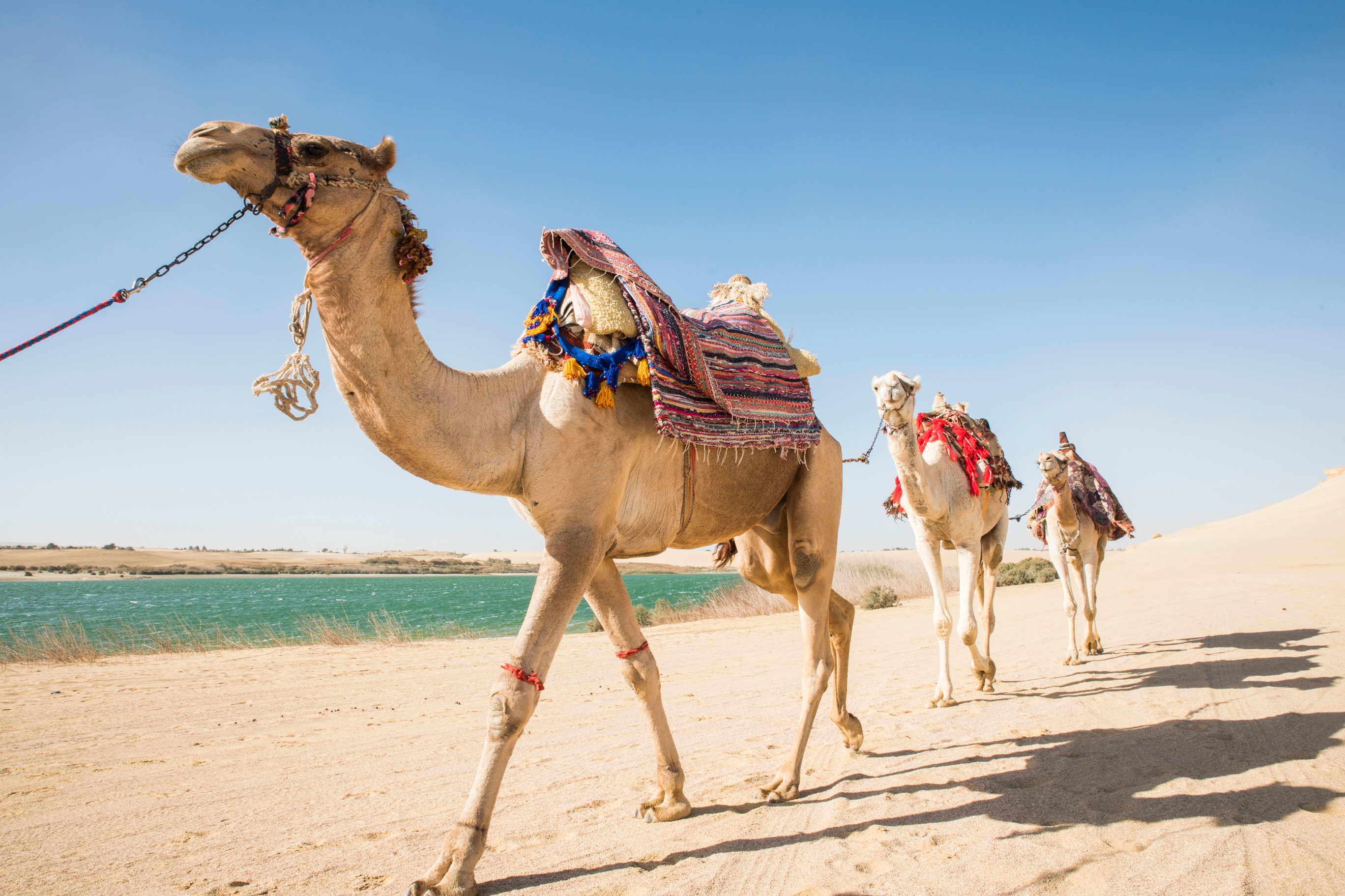 4x4 Desert Safari with Sandboarding and Camel Ride in Cairo