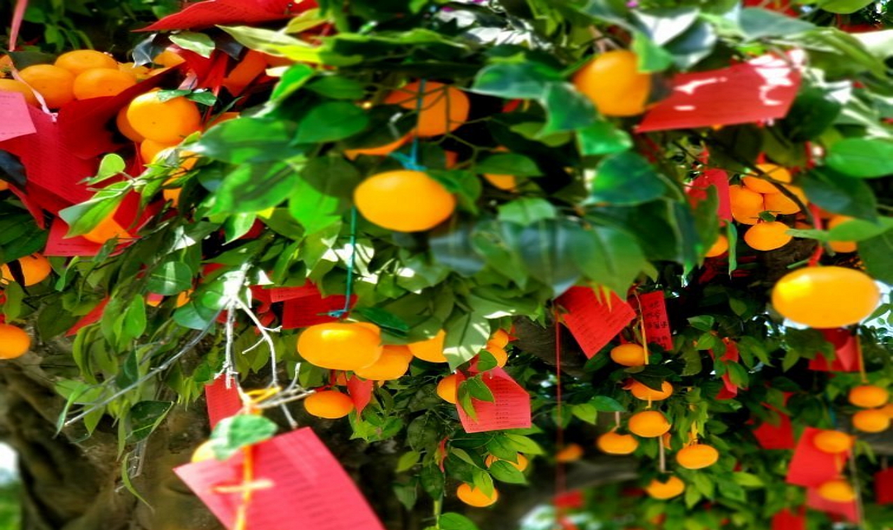 Hong Kong Well Wishing Carinval 