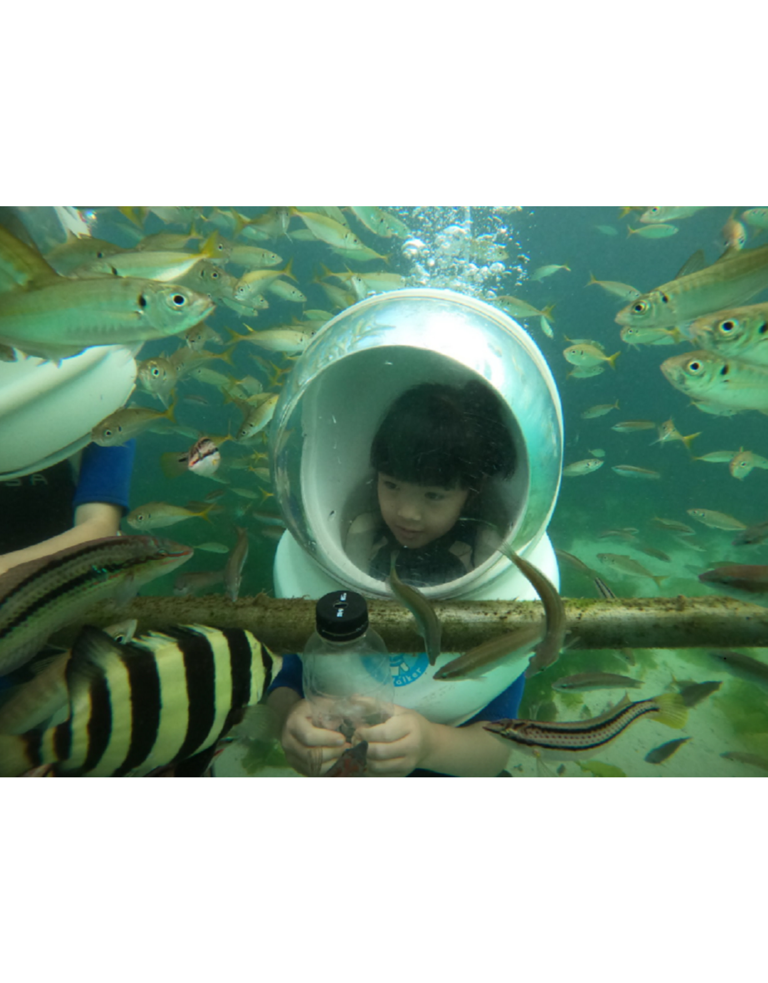 Jeju Underwater Walking Marine Life Experience