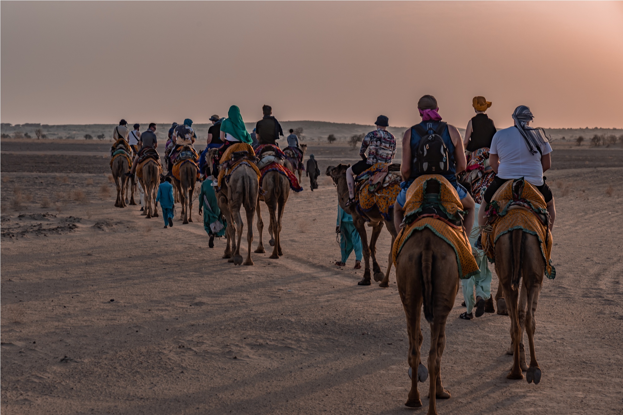 Camel Safari