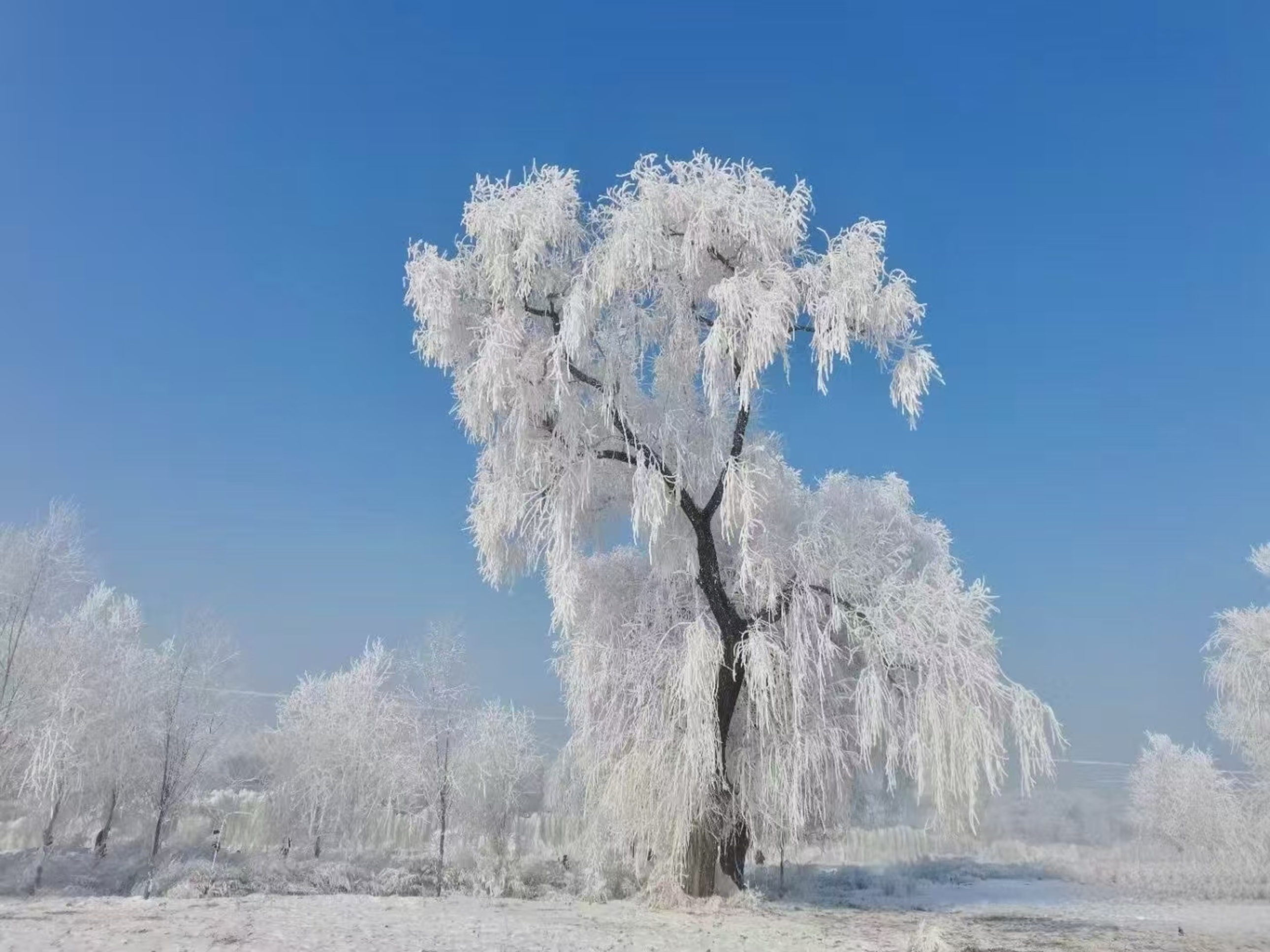 霧凇垂柳特寫:枝條凝霜如銀線垂落,純淨白與澄澈藍撞出清冽美感,是冬日獨有的纖柔詩意 霧凇垂柳特寫:枝條凝霜如銀線垂落,純淨白與澄澈藍撞出清冽美感,是冬日獨有的纖柔詩意