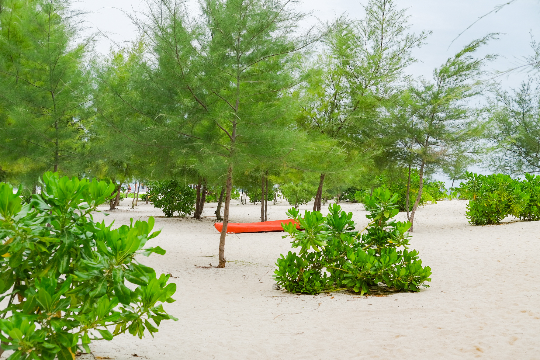 普吉島：快艇雙體船皮皮島一日遊 (Phuket: Phi Phi island Day Tour by Speedboat Catamaran)