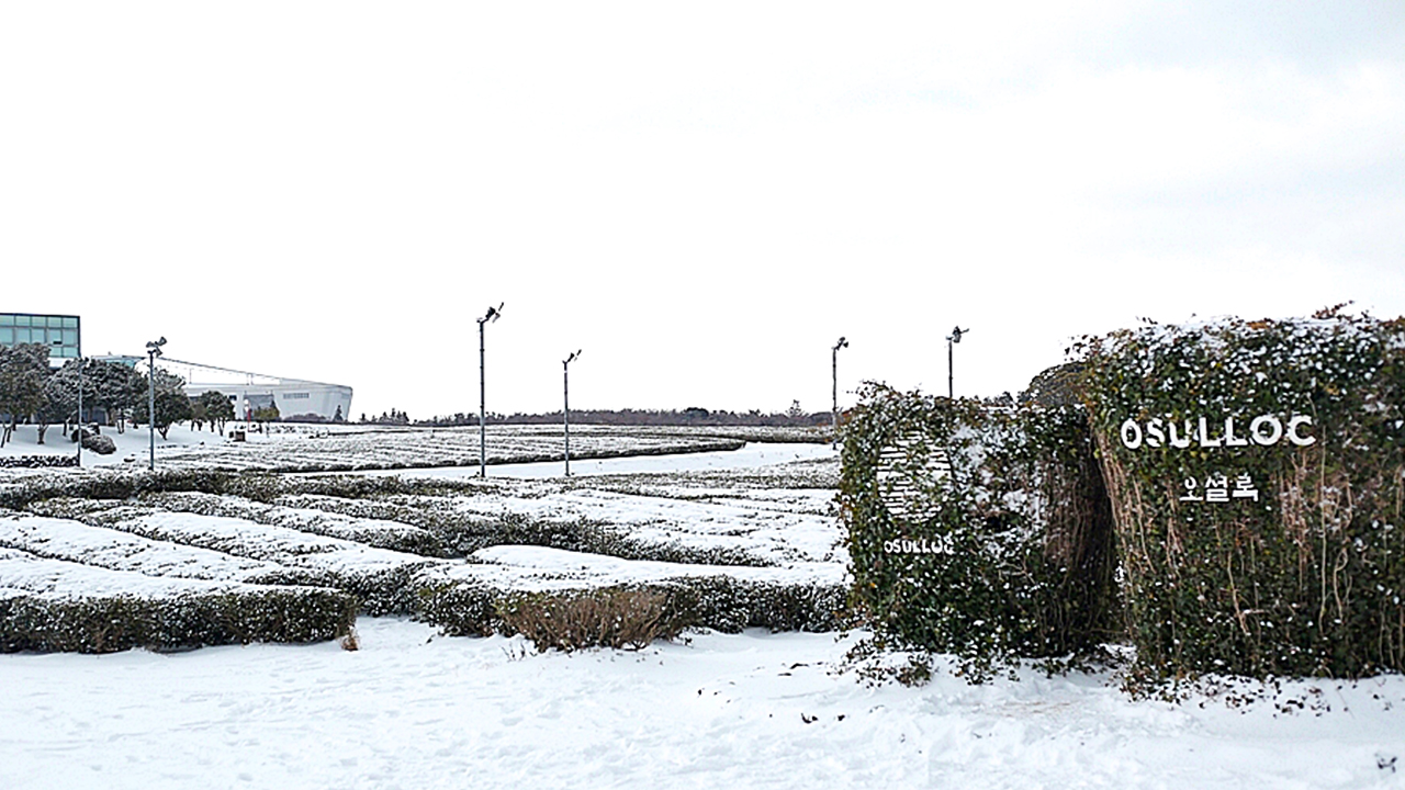 在白雪皚皚的冬日，沉浸在茶園的無盡綠意與柔和霜雪中，享受寧靜的冬日假期。