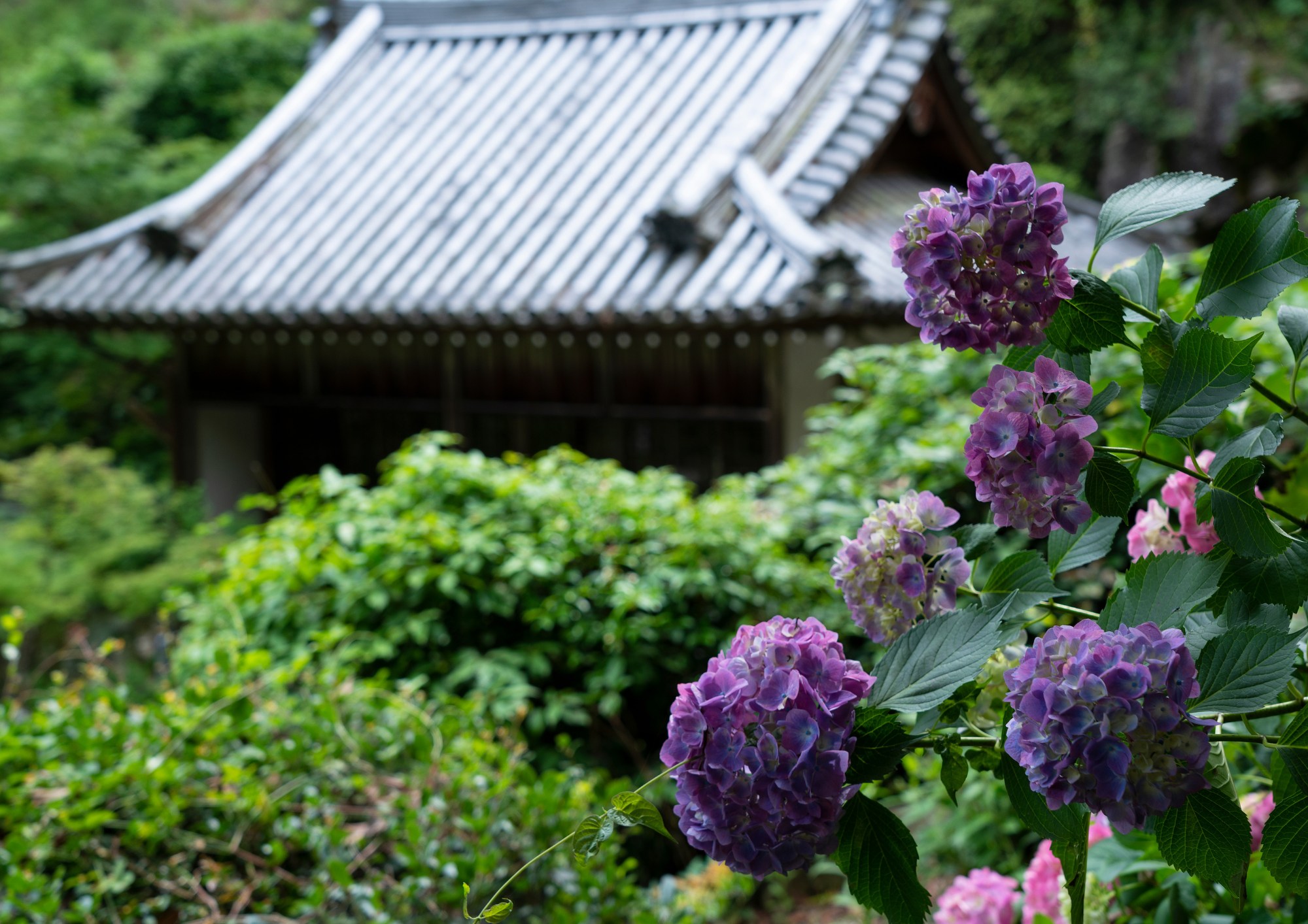 繡球花節 & 太宰府天滿宮遊覽 + 御朱印收集