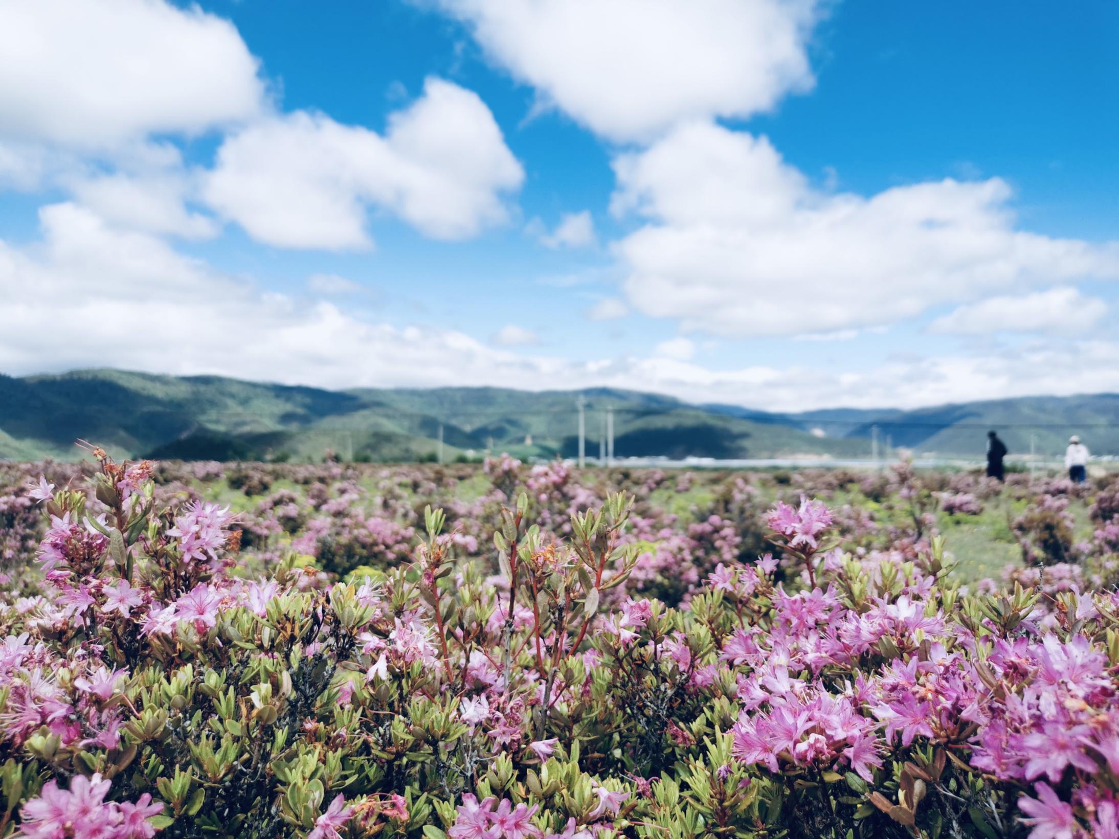 5-Day Small Group Hiking Tour to Lijiang Meili Snow Mountain and Yubeng Village