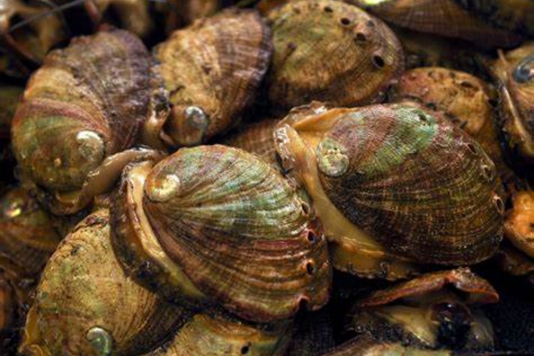 Visit American Abalone Farms, where sustainable seafood and ocean conservation come together beautifully