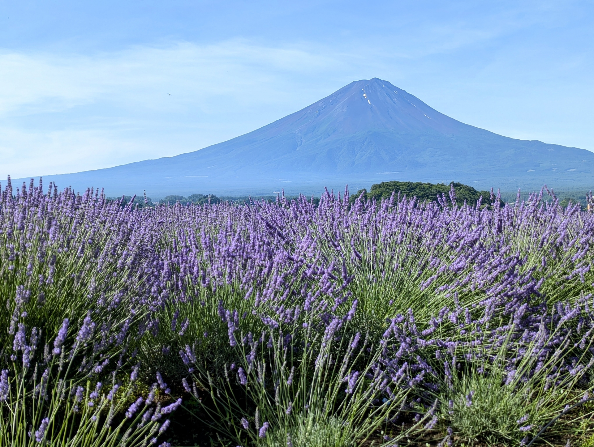 高級版富士山河口湖絕景一日遊！坐豪華巴士巡遊多個拍攝點，從不同角度欣賞令人震撼的富士山美景！包含神戶牛涮涮鍋（品川/新宿出發）