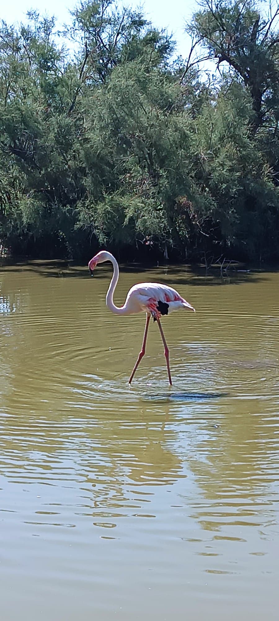 遊覽羅馬小鎮阿爾勒、卡馬格國家公園（由當地導遊陪同）