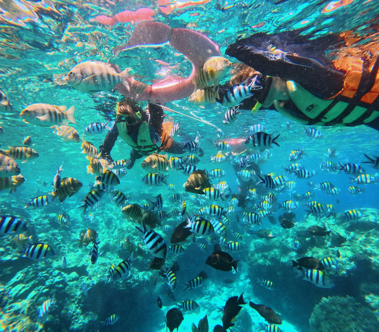 Top 10 Dive Sites in the World - Green Island Snorkeling | Shilang or Chai Kou Snorkeling Experience