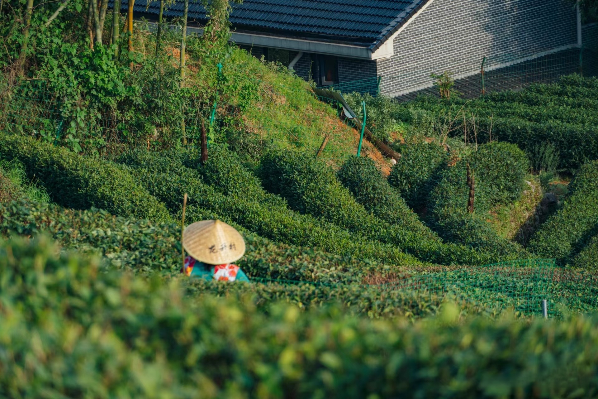 龍井村茶農採茶 龍井村茶農採茶