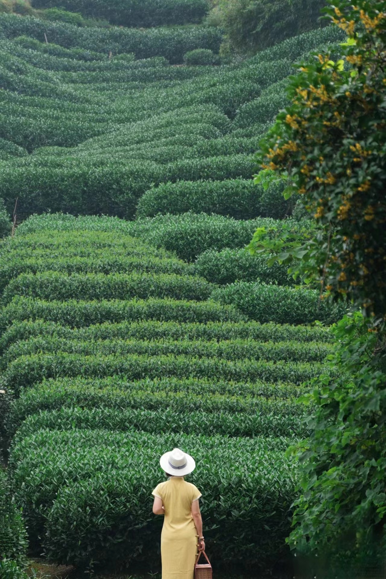 龍井村採茶+炒茶+品茶之旅+人工導覽服務