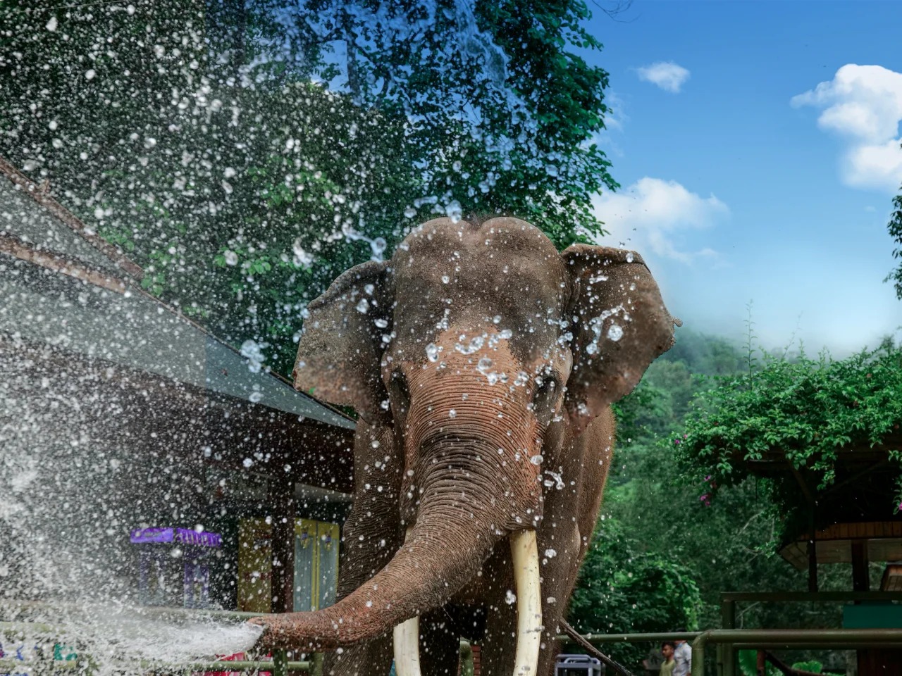 One-day tour to Wild Elephant Valley & Primitive Forest Park, Xishuangbanna, Yunnan