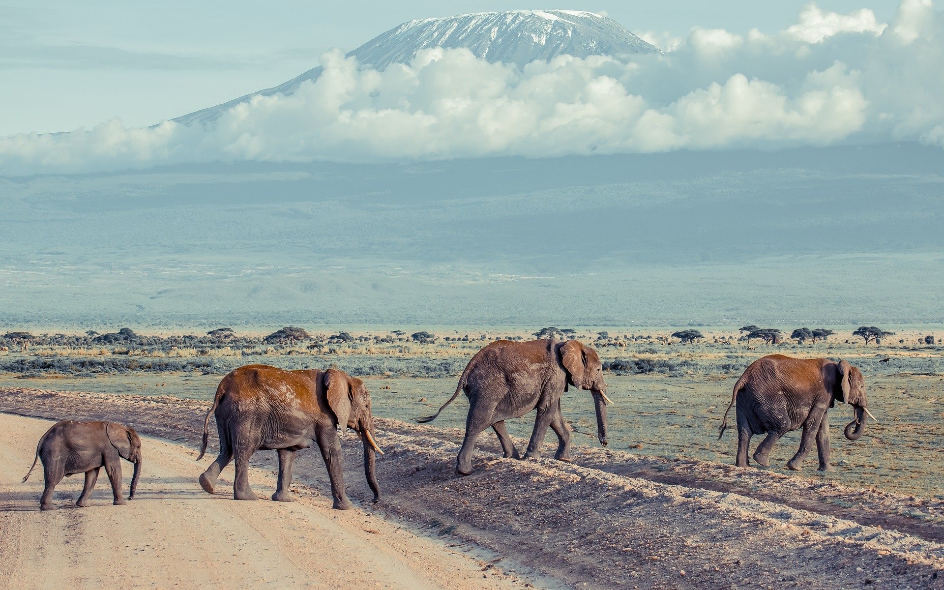 Amboseli National Park Full-Day Wildlife & Culture Experience