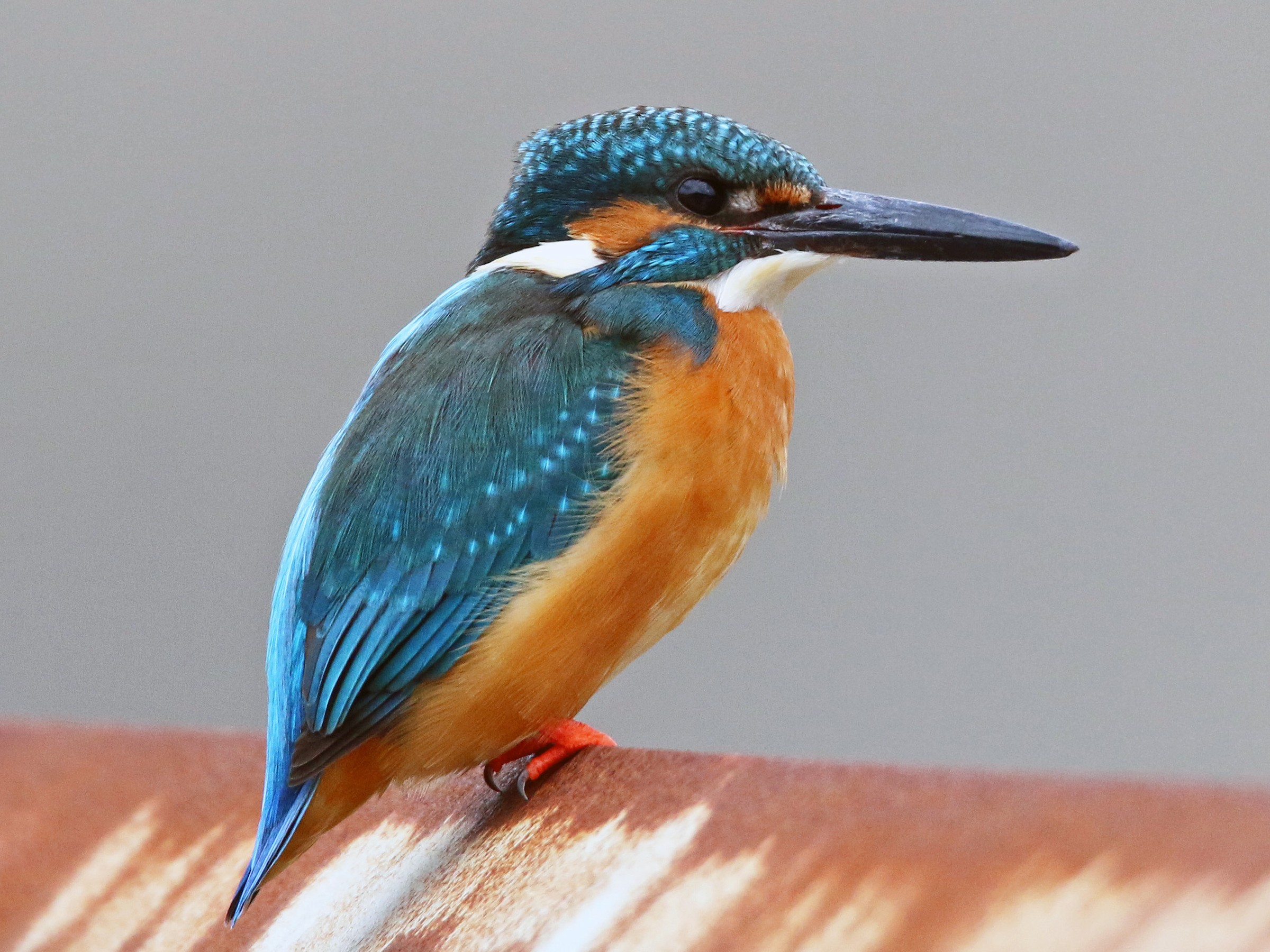 North Coast Birdwatching Adventure with Jeeptour®