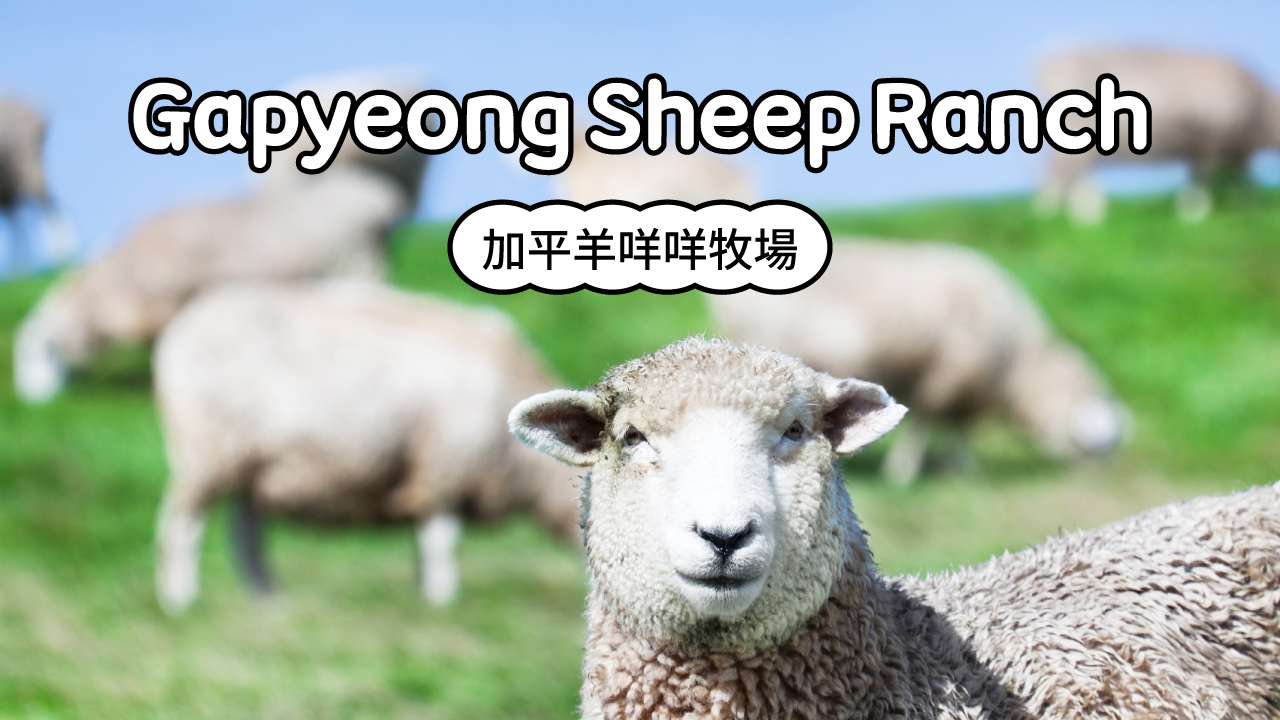 京畿羊牧場門票
