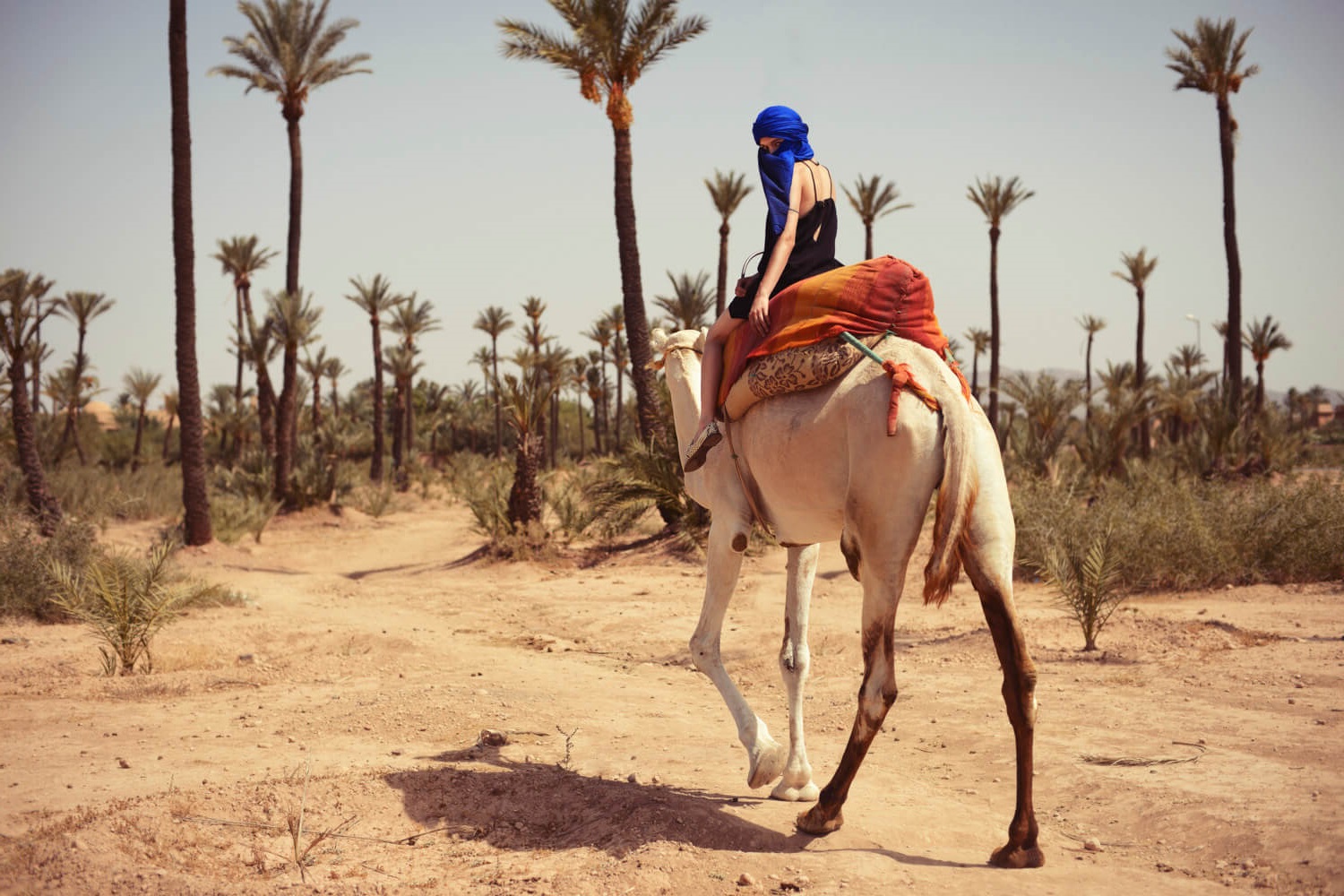 Marrakech Camel Ride In Palmeraie 