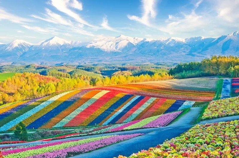 Biei Blue Pond & Furano Flower Day Tour｜Buffet + Melon Feast 