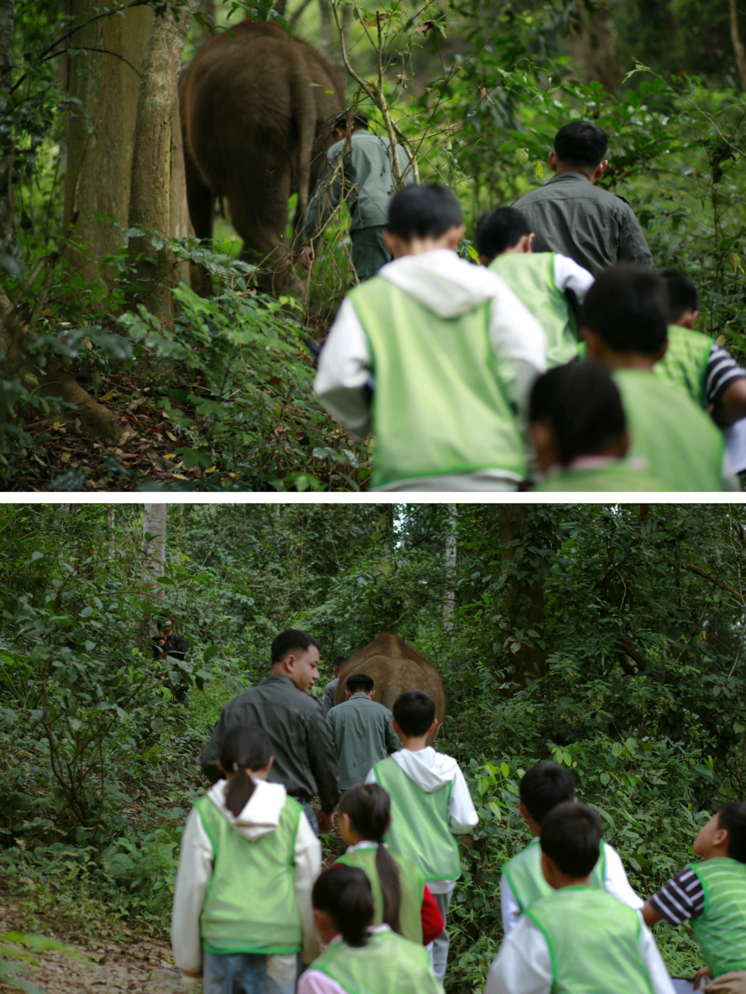 【私享定製團】映趣雲南·森野版納（入住安納塔拉&雨林溯溪·邂逅野象·傣文研學,山野大餐、夜探螢火蟲)