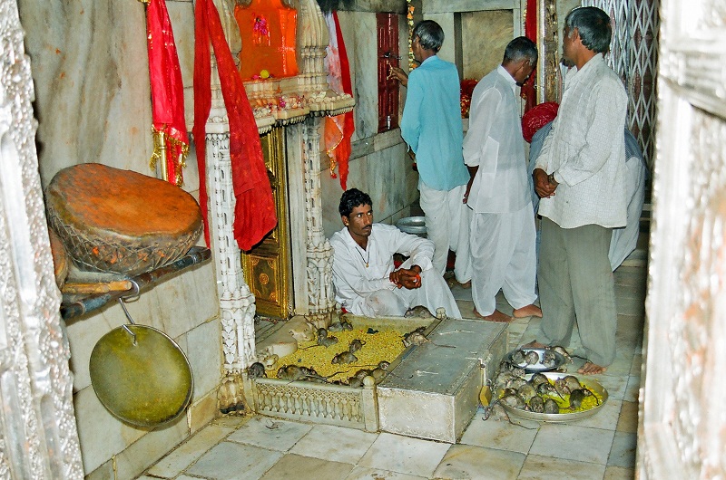 See Camel Centre, Rat Temple from Jodhpur & Bikaner Drop with Guide