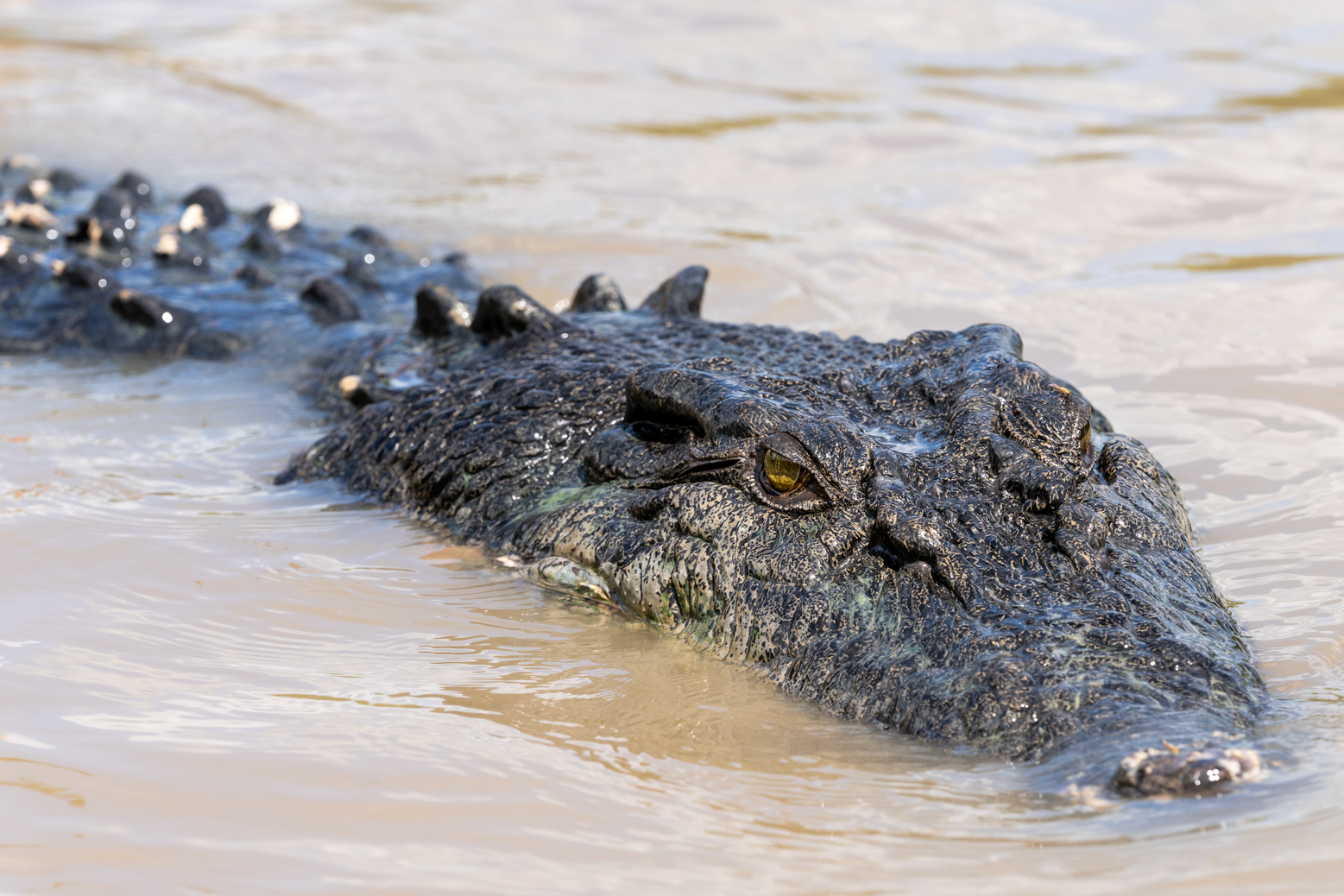 Saltwater crocodile from Kakadu Nationa Park
