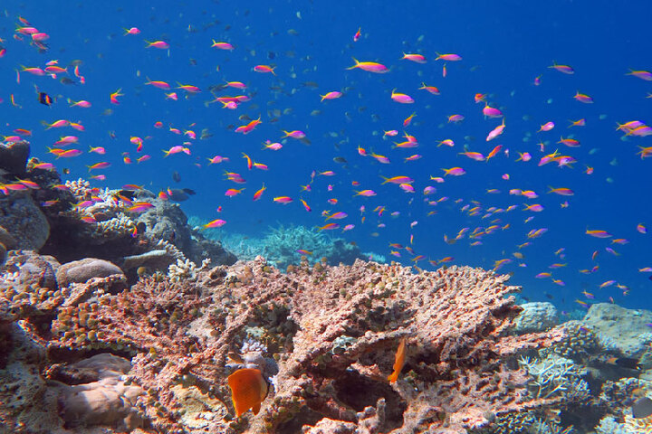 扎伊納營地沙姆沙伊赫紅海海灘 (Port ghalib : Sharm EL-Lole Beach  Zaina Camp)