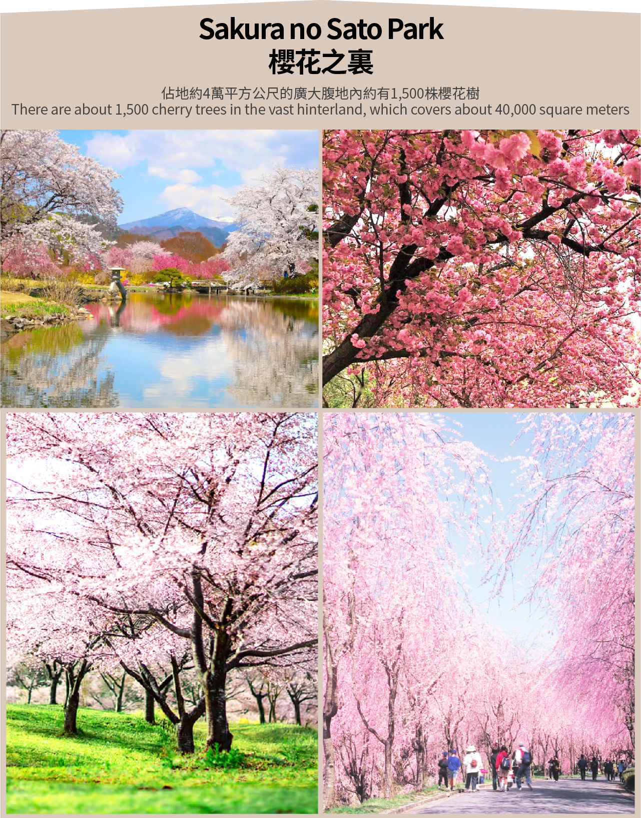 【2025早春櫻花限定】河津櫻櫻花祭&草莓採摘&日枝神社一日遊（東京出發）