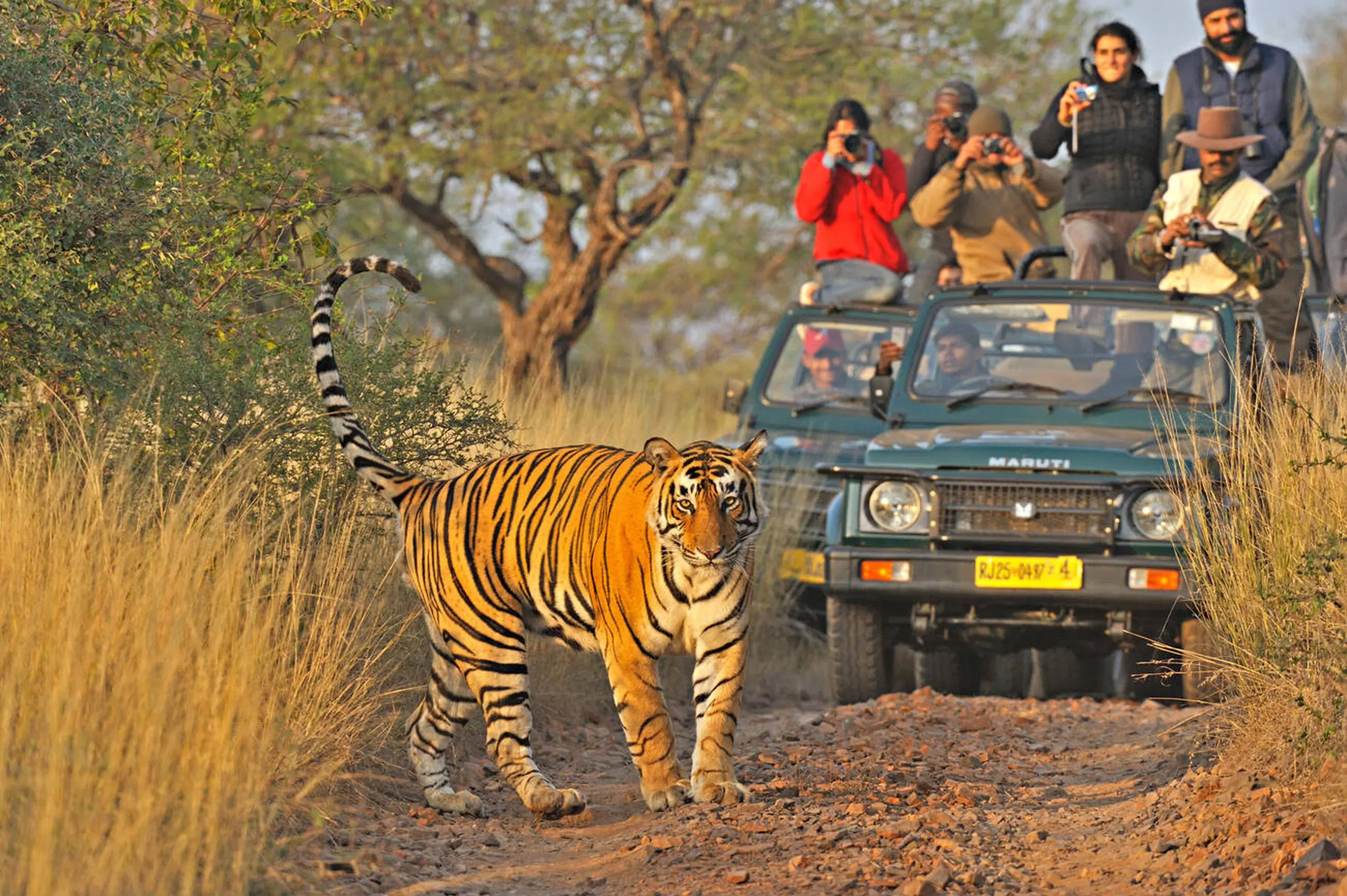 Ranthambore National Park 3-Day Private Tiger Safari Tour