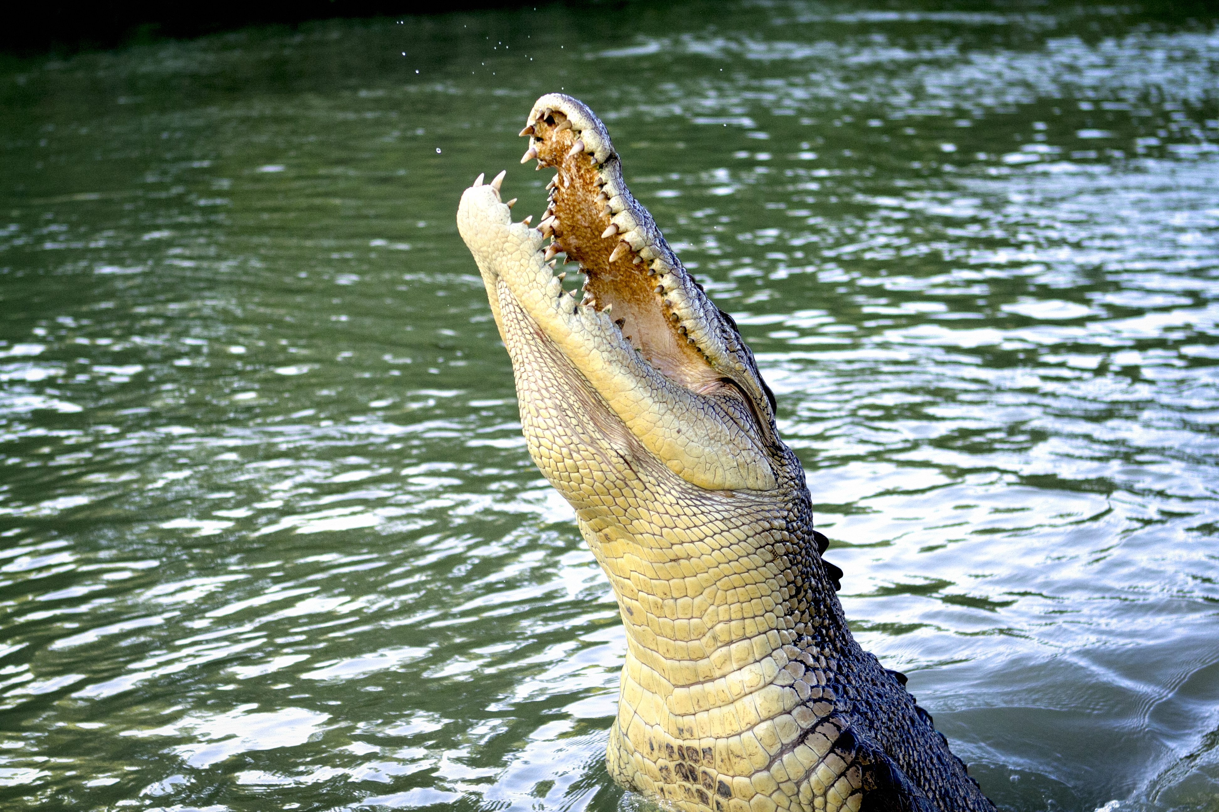 阿德萊德河鱷魚餵食 & 自然探險半日遊