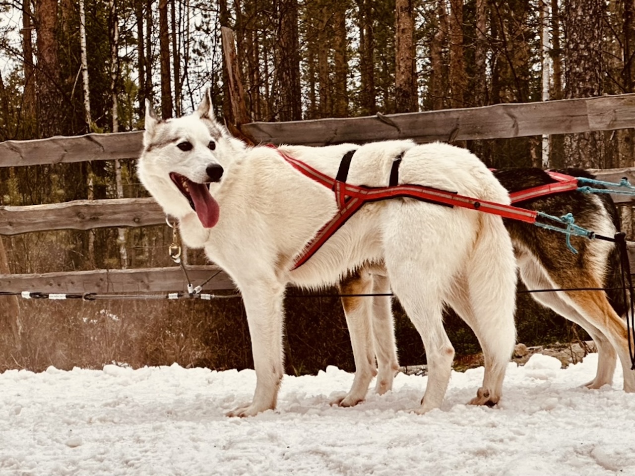 搭乘哈士奇雪橇,在雪地中滑行,盡情享受清新的北極寒風。 搭乘哈士奇雪橇,在雪地中滑行,盡情享受清新的北極寒風。