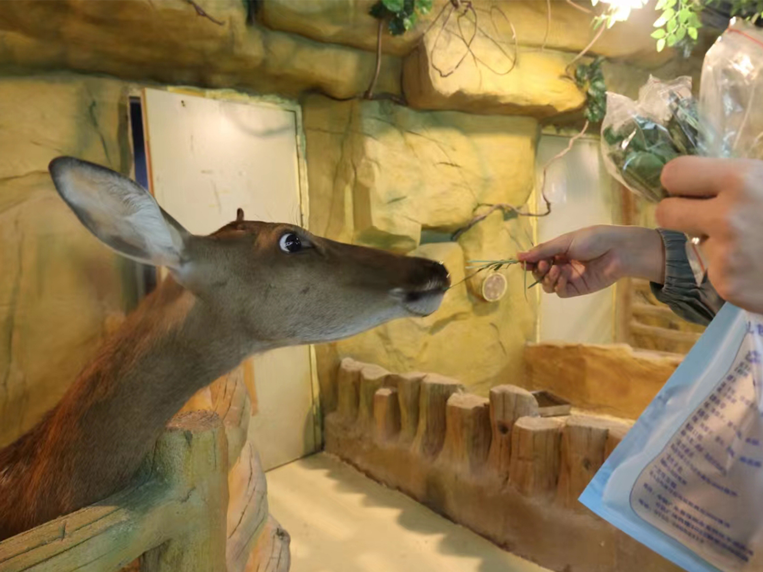 深圳野恩動物樂園（龍崗萬達廣場店）能摸、能抱、投餵互動、零距離接觸萌寵