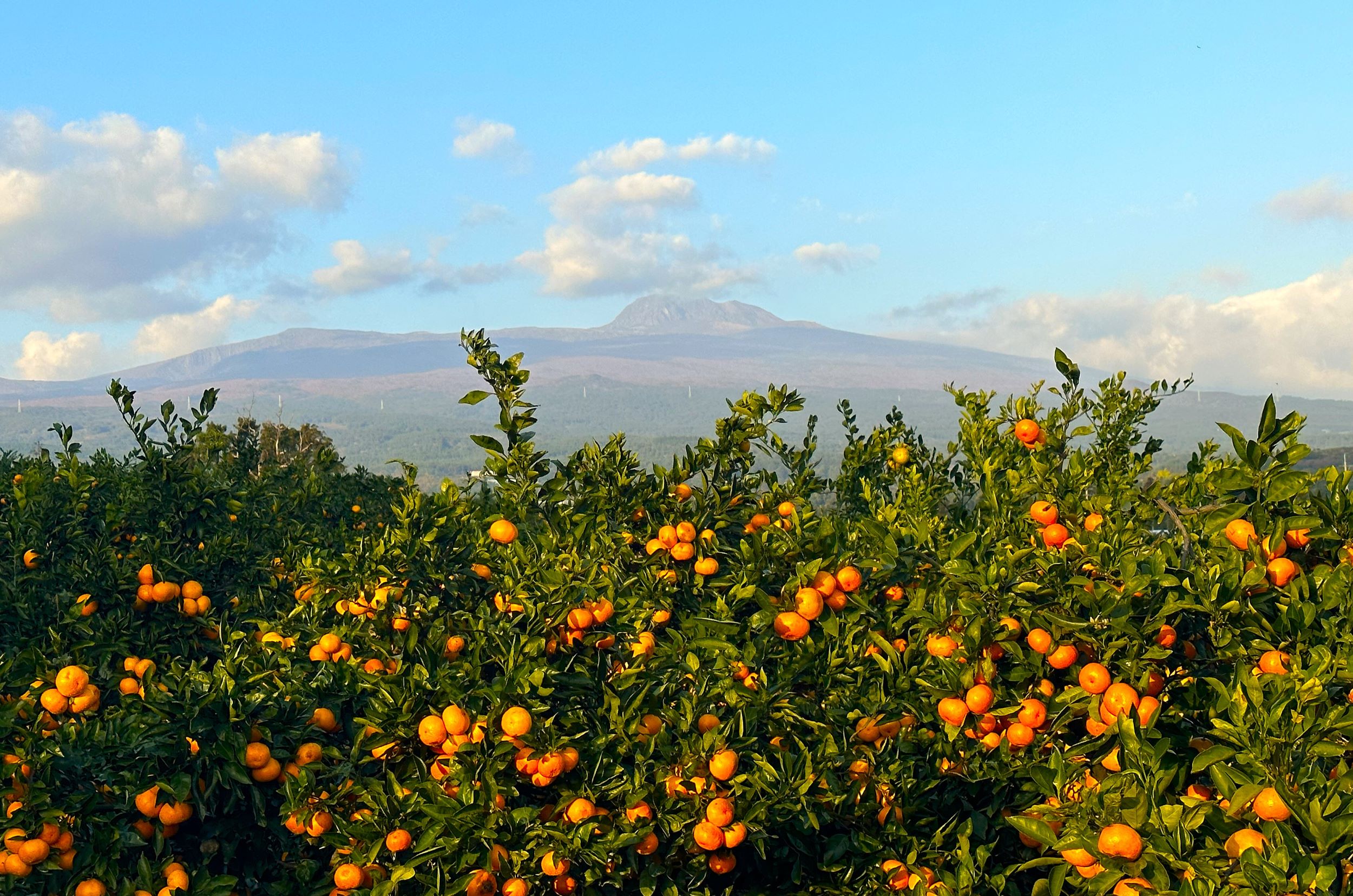 Jeju Fall Foliage, Tangerine Picking, Pink Muhly & Silver Grass Tour