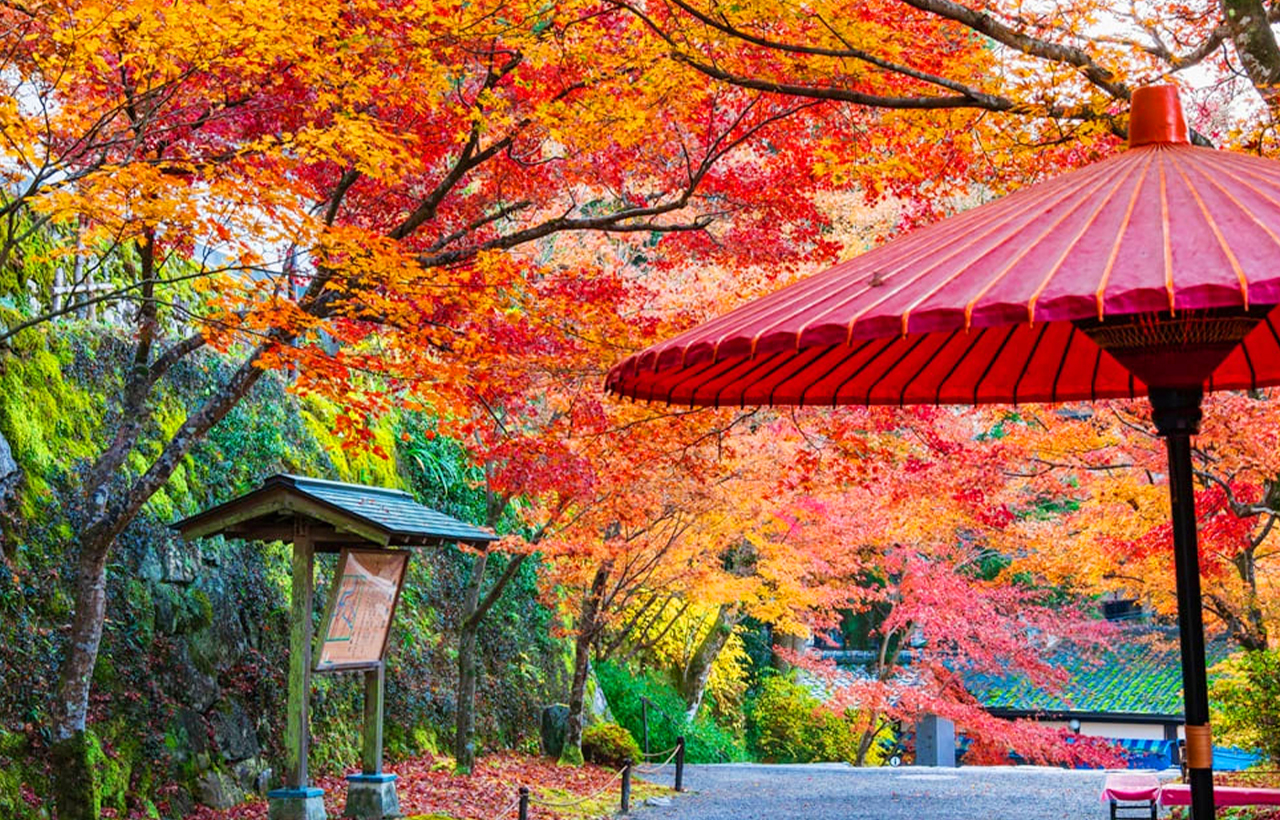三千院坐落於京都大原的古剎名寺，四周群山環繞，以青苔庭園與靜謐禪意聞名。春櫻夏綠、秋楓冬雪四季皆美，是遠離喧囂、感受京都山間寧靜風景的代表景點。