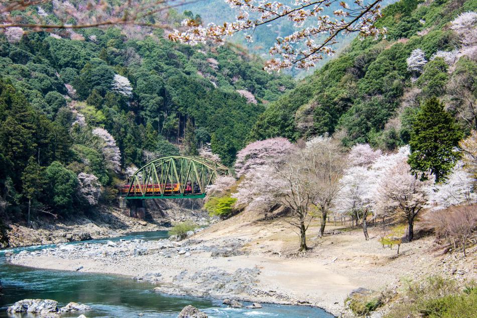 京都·嵐山·奈良｜嵯峨野小火車·竹林小徑·友禪光林·奈良公園·伏見稻荷大社·吉伊卡哇本鋪打卡一日遊｜大阪出發