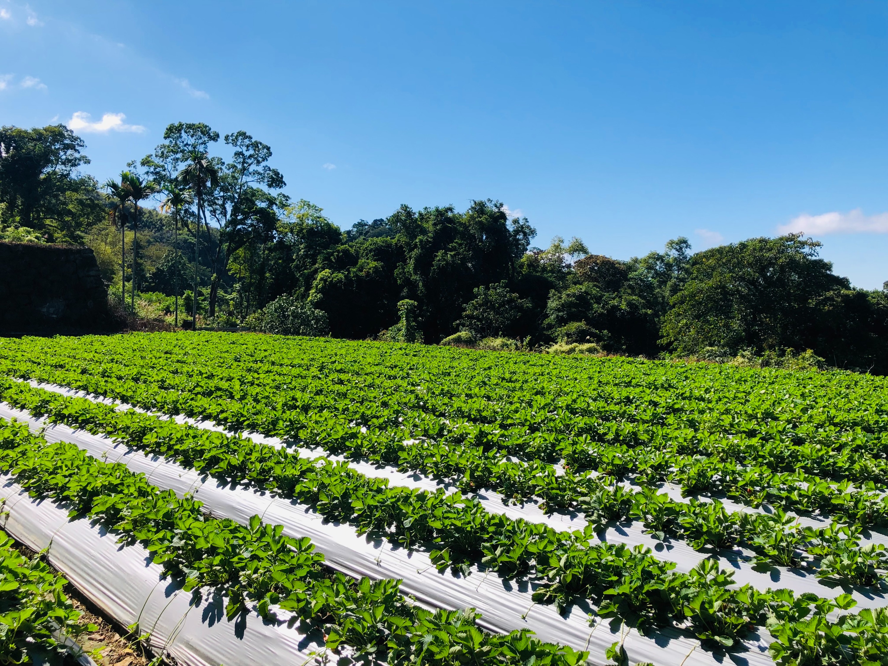 Miaoli Orange Second Generation Strawberry Farm: Fruit Picking Ticket