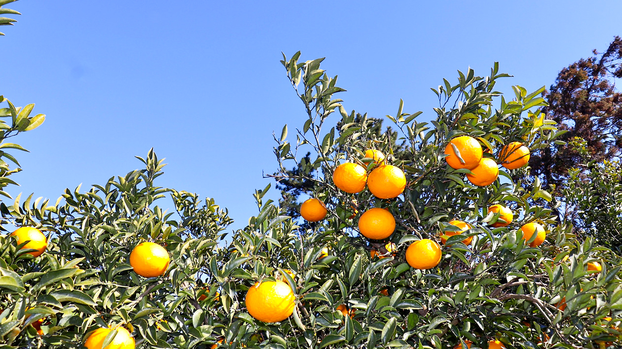 漫步於陽光普照的果園，飽滿的濟州柑橘在島嶼陽光下閃耀著金黃光澤。