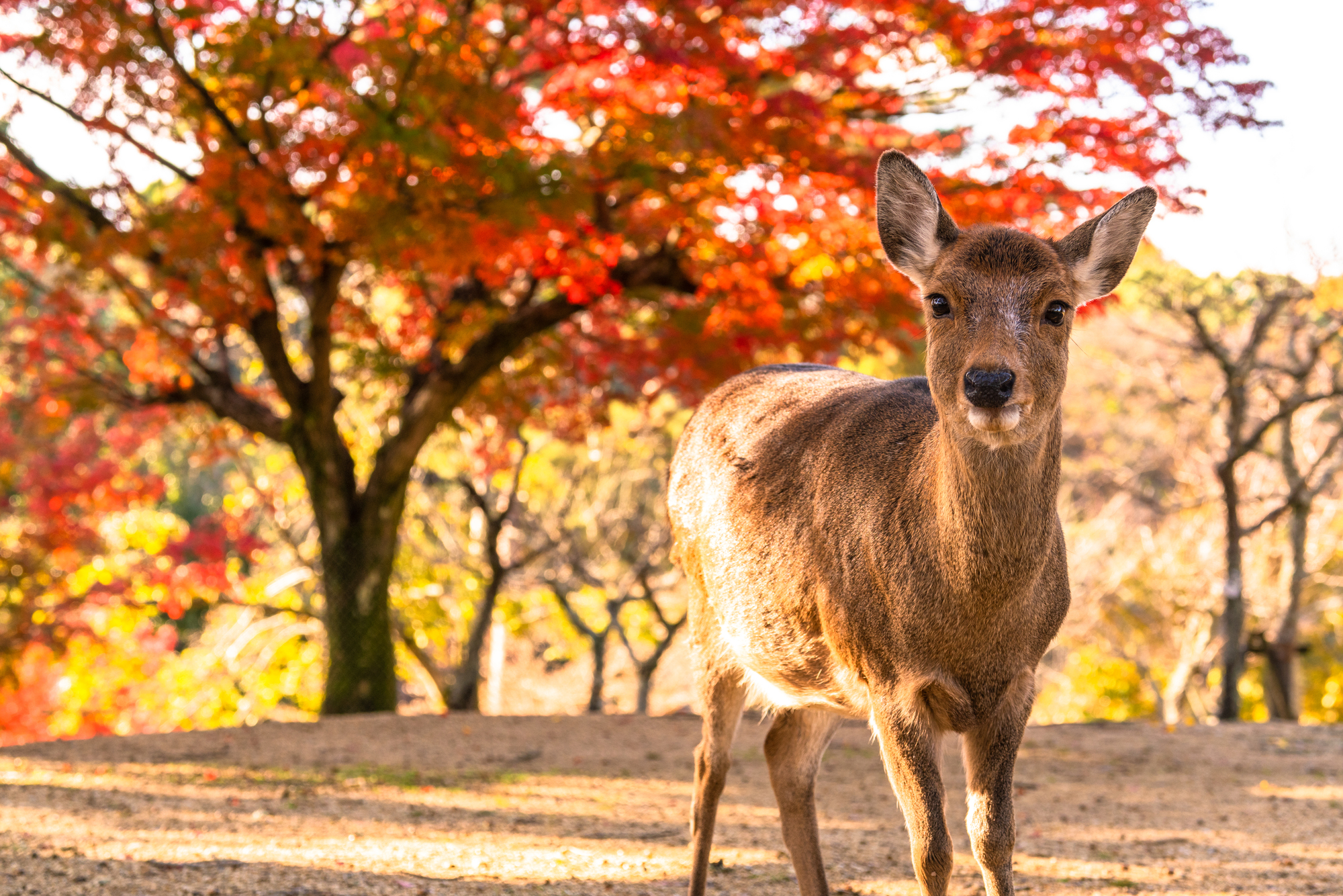 Don’t miss the opportunity to photograph the deer and the beautiful scenery