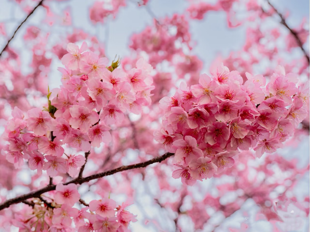 【櫻花限定】九州高千穗｜南阿蘇公園&高千穗峽谷&天安河原一日遊（福岡出發）