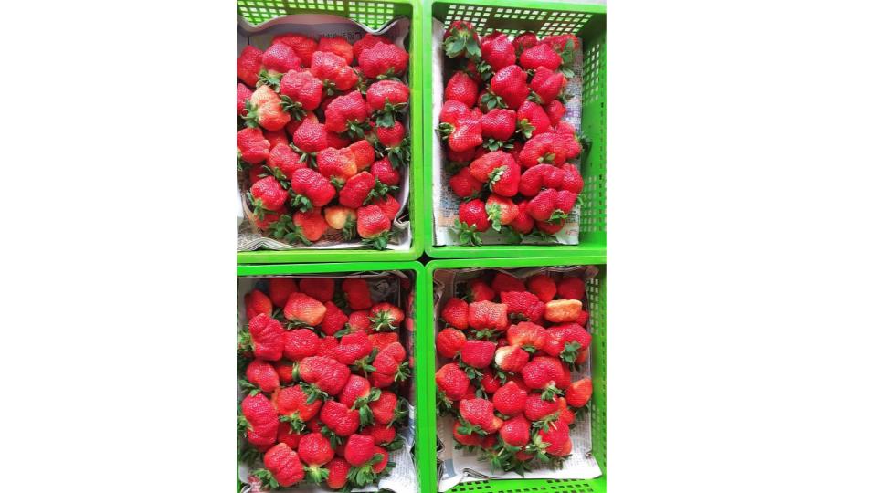 Miaoli Great Lakes Strawberry Picking Experience (advance reservation required)