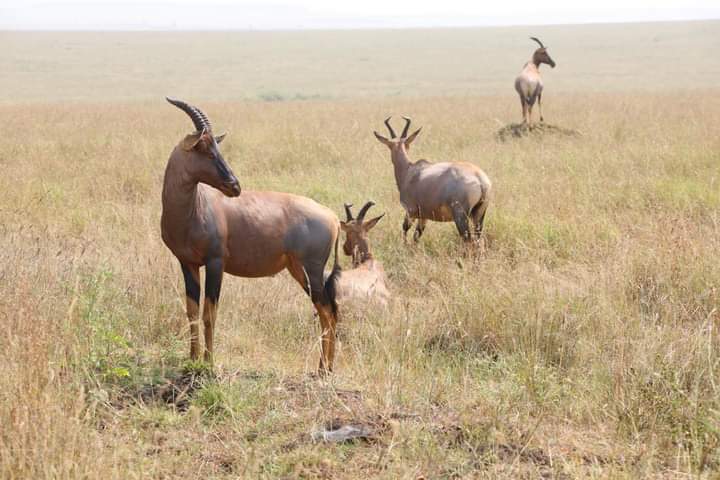 5 Days Samburu Nakuru & Masai Mara Safari.