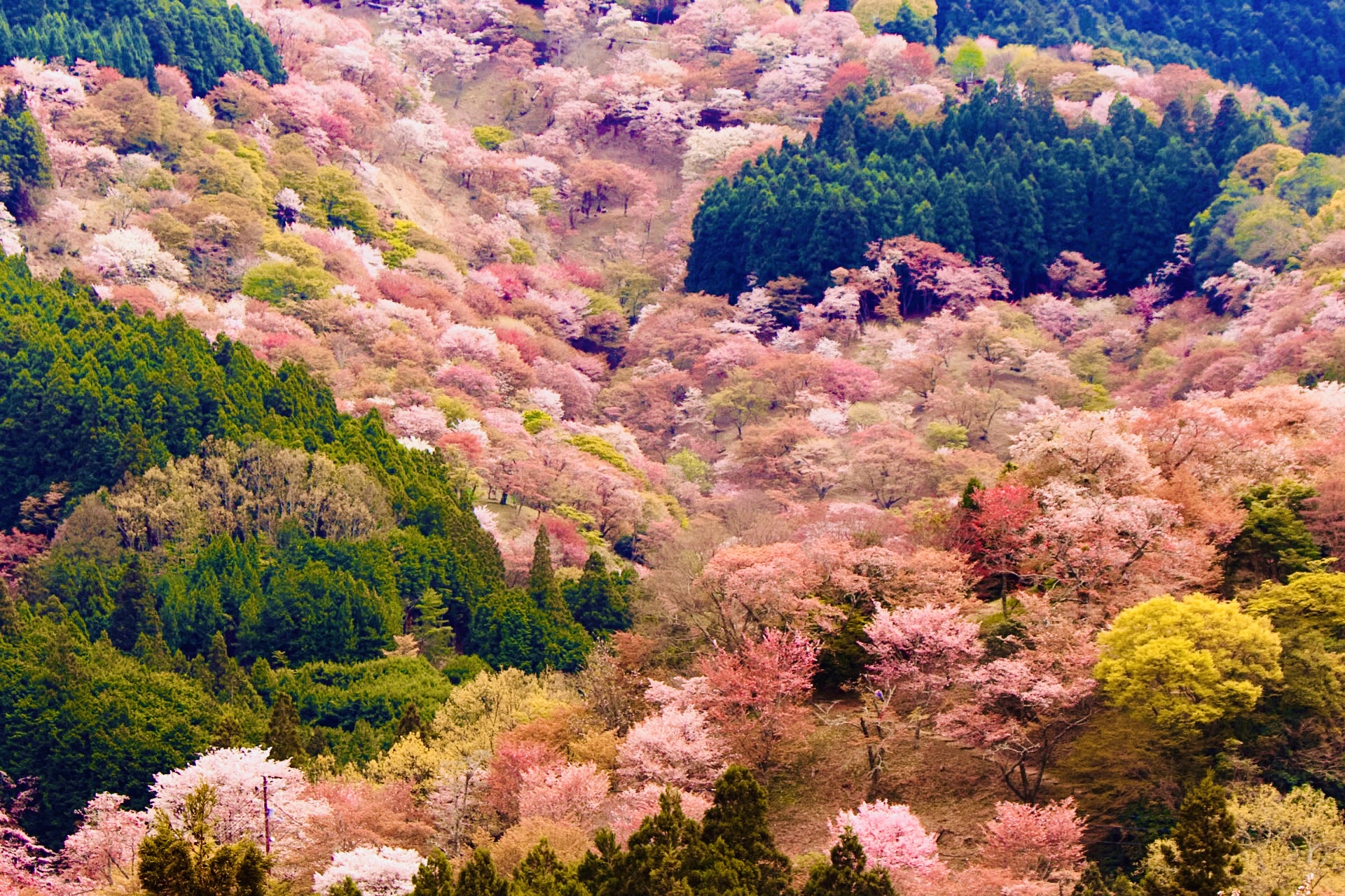 世界遺產吉野山 &金峰山寺蔵王堂& 千本櫻觀賞一日遊