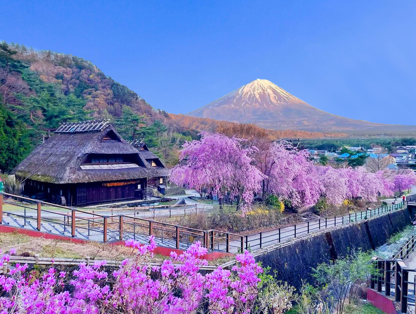 富士山壯麗美景或芝櫻節浪漫花海一日遊 （東京出發）
