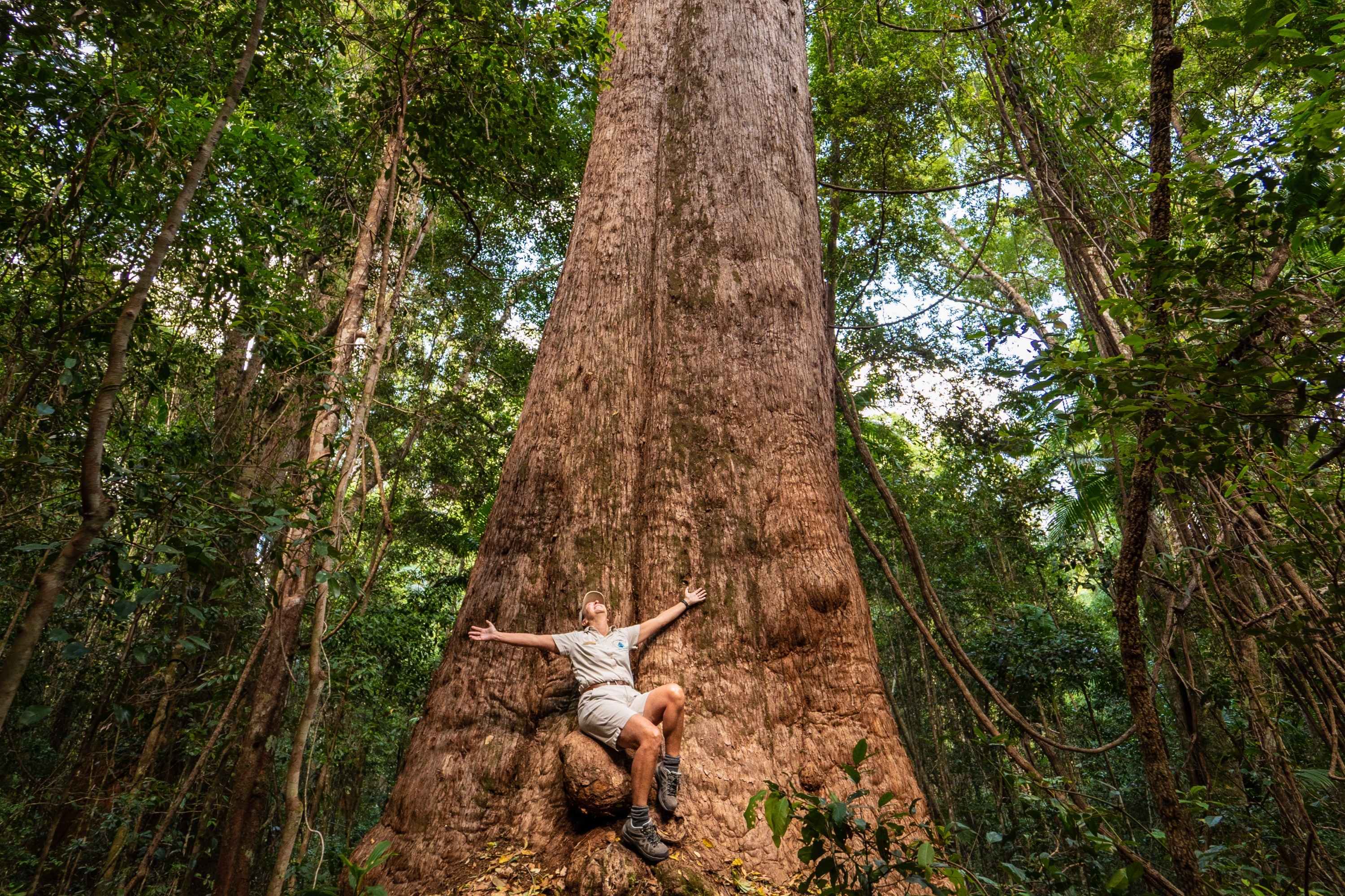 Giant rainforest trees on K'gari (Fraser Island)