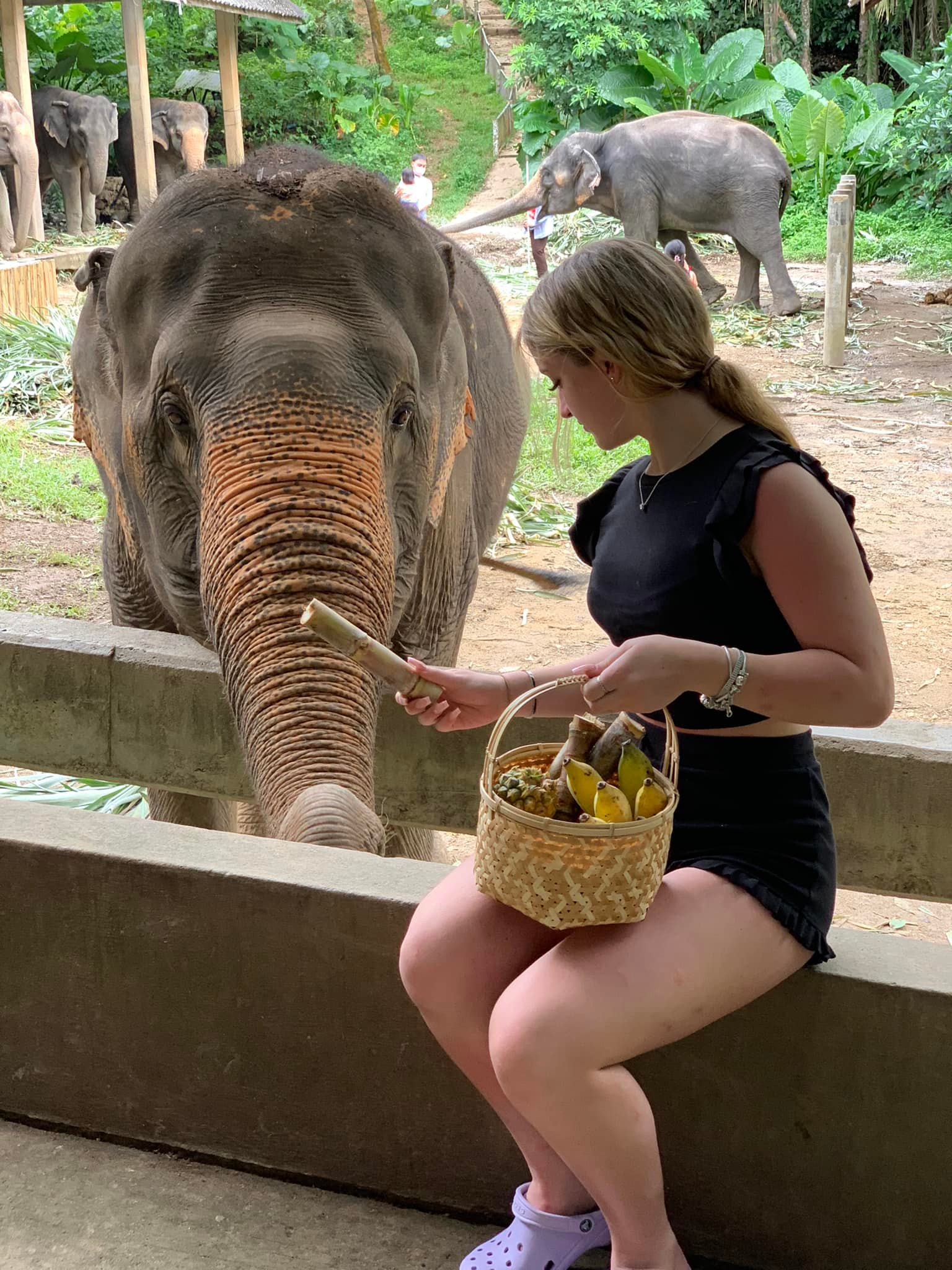 Private Natural Bamboo Rafting and Elephant Care Day Tour in Phang Nga