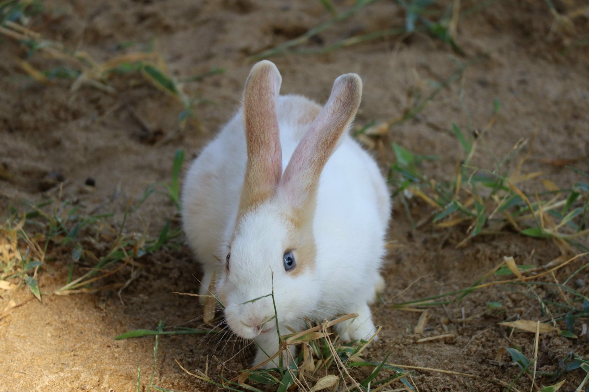 潘郎Tien Tien Farm農場 & 動物園門票