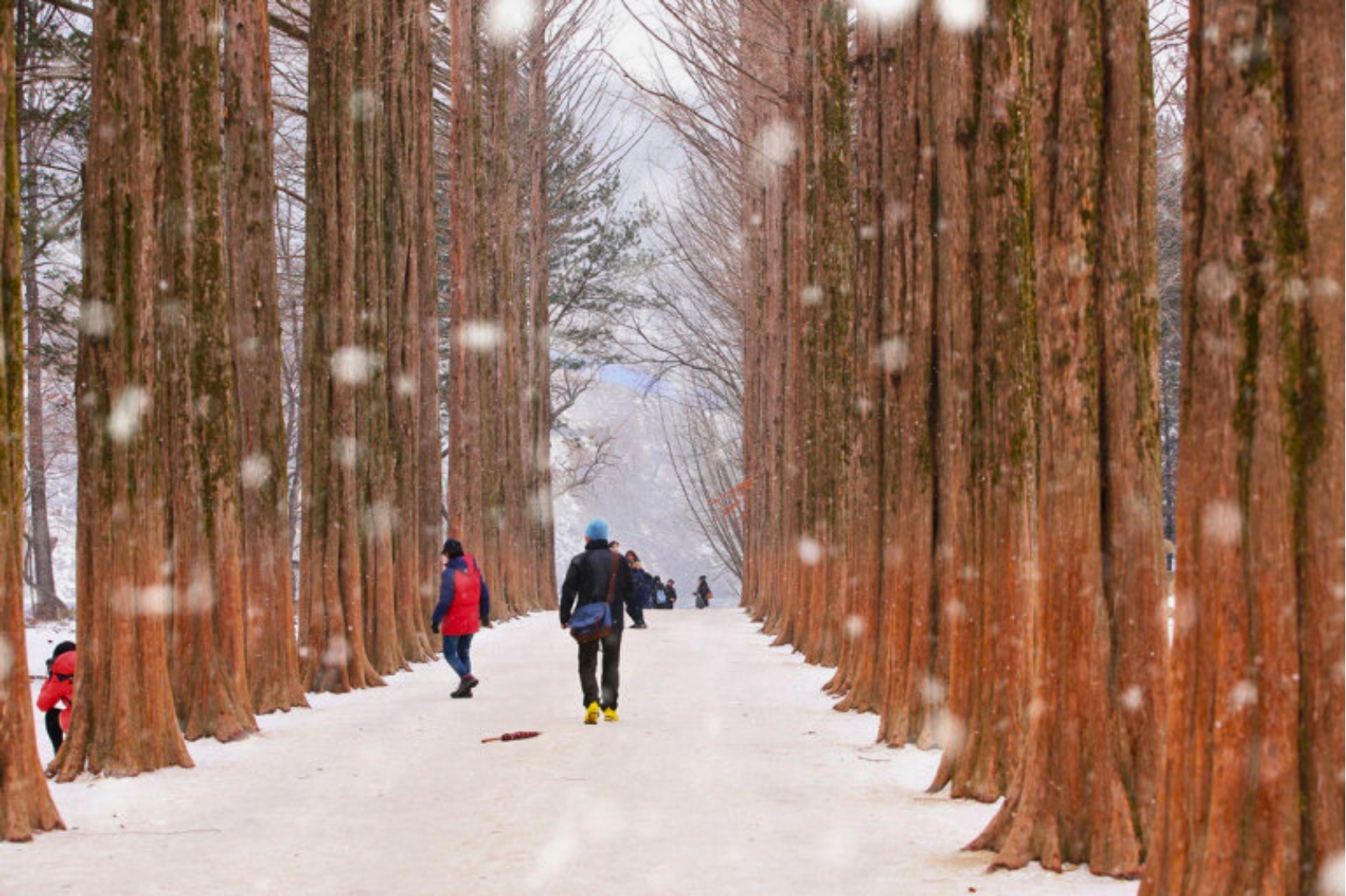 洪川大明維瓦爾第度假村冰雪王國／南怡島／草泥馬樂園／採草莓／五色星光庭園展