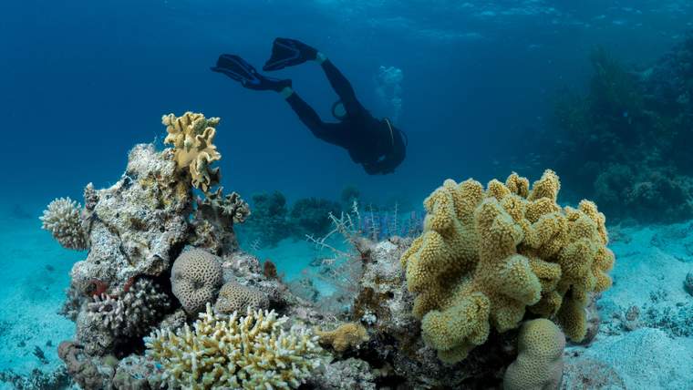 Explore the Depths of the Sea