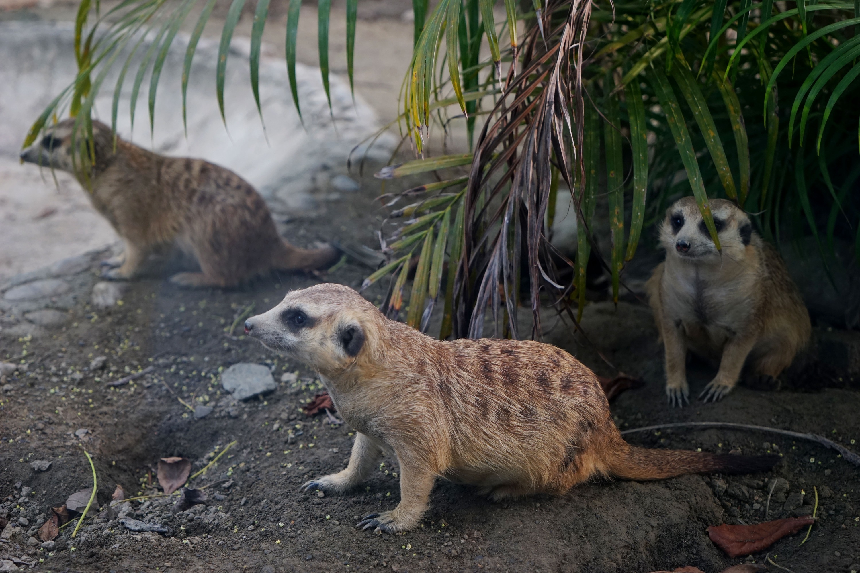 台南頑皮世界野生動物園門票