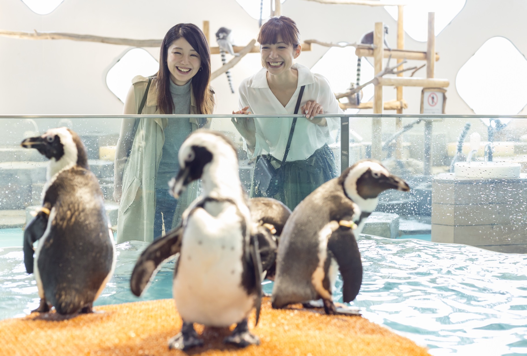 NIFREL Interactive Aquazoo E-Ticket in Osaka